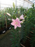 [5247 Companion No02.JPG]